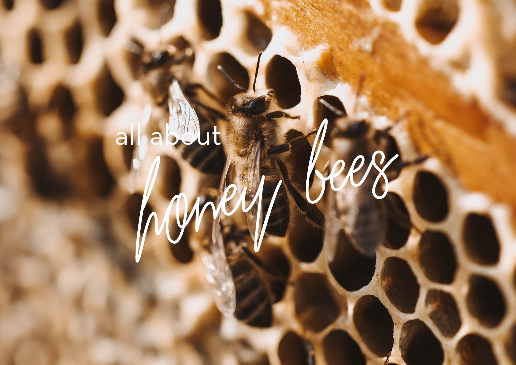 All About Honey Bees