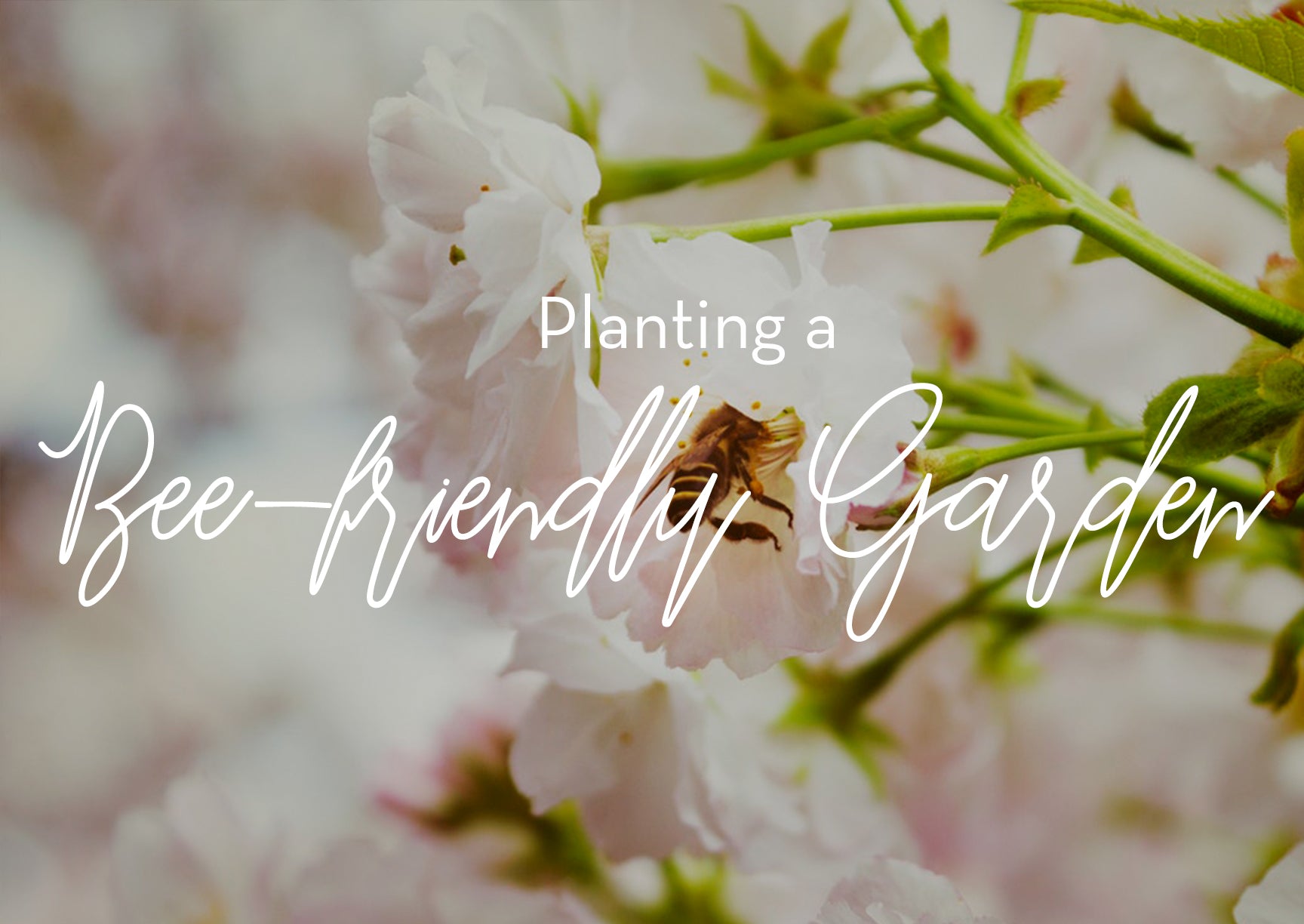 Drizzle Honey How to Plant a Bee-friendly Garden